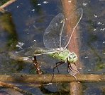 Anax empereur, femelle en ponte