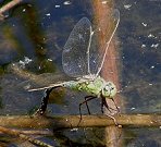 Anax empereur, femelle en ponte