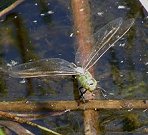 Anax empereur, femelle en ponte