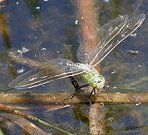 Anax empereur, femelle en ponte