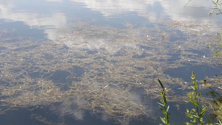 Myriophilles au parc de Brieux