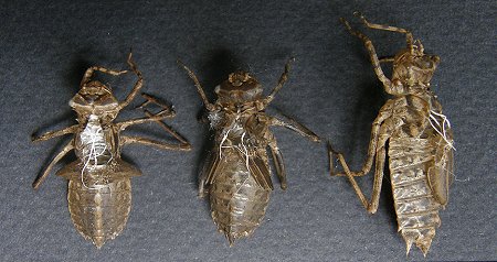 Exuvies : Cordulia aenea, Somatochlora metallica, Epitheca bimaculata