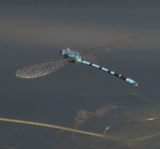 Mâle en patrouille