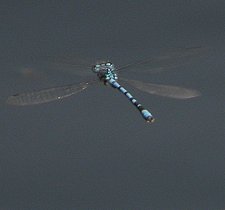 Mâle en patrouille