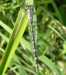 Agrion porte-coupe, femelle immature