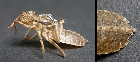 Exuvie de Cordulia aenea