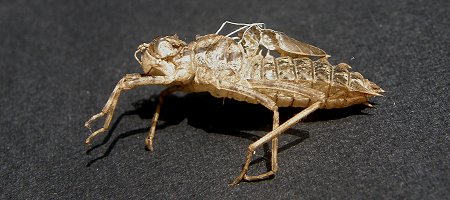 Exuvie d'Epitheca bimaculata