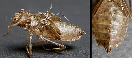 Exuvie de Somatochlora metallica