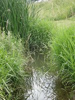 Ruisseau de Fèves à Maizières-les-Metz