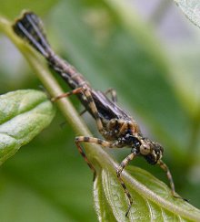 Larve d'Agrion à larges pattes