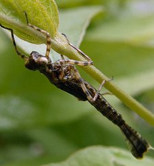 Larve d'Agrion à larges pattes