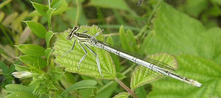 Agrion à larges pattes, femelle