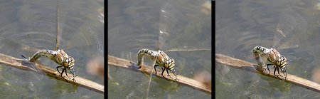 Ponte de Brachytron pratense