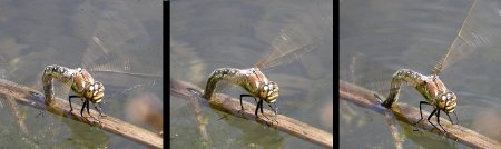 Ponte de Brachytron pratense