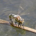 Ponte de Brachytron pratense