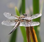 Libellule à quatre taches