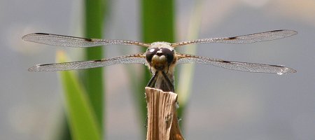Libellule à quatre taches