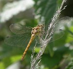 Sympétrum strié, femelle immature