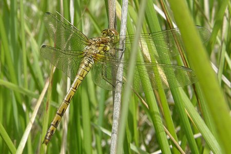 Sympétrum strié, femelle immature