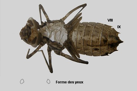 Exuvie de Cordulie bronzée