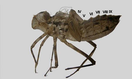 Exuvie de Cordulie bronzée