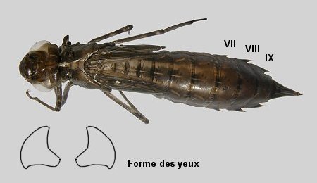 Exuvie d'Anax empereur