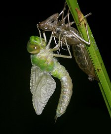 Emergence d'un Anax empereur femelle