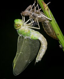 Emergence d'un Anax empereur femelle