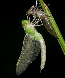 Emergence d'un Anax empereur femelle