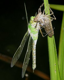 Emergence d'un Anax empereur femelle