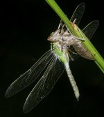 Anax empereur, femelle immature juste avant l'envol