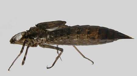 Exuvie d'Anax empereur