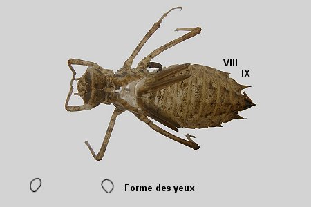 Exuvie de Cordulie à deux taches