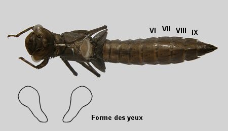 Exuvie d'Aeschne printanière
