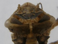 Exuvie de Cordulie bronzée