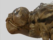 Exuvie de Cordulie bronzée