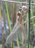 Libellule écarlate, émergence d'une femelle