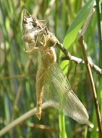 Libellule écarlate, émergence d'une femelle