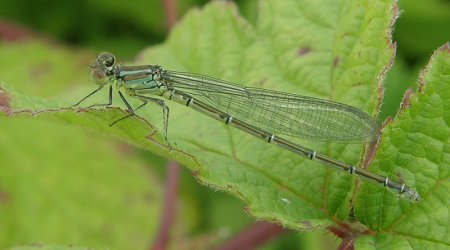 Naïade au corps vert, femelle immature