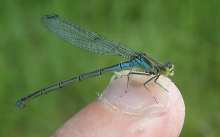 Naïade au corps vert, femelle mature
