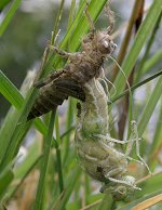 Fourmis rousses tuant un Orthétrum réticulé
