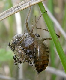 Fourmis rousses tuant un Crocothémis écarlate