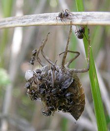 Fourmis rousses tuant un Crocothémis écarlate