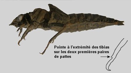 Exuvie de Gomphe gentil