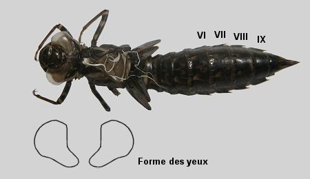 Exuvie de Grande Aeschne