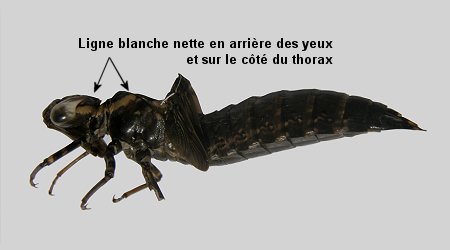 Exuvie de Grande Aeschne