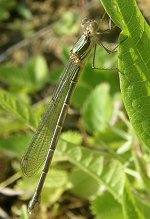 Leste vert, femelle immature