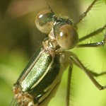 Leste vert, femelle immature