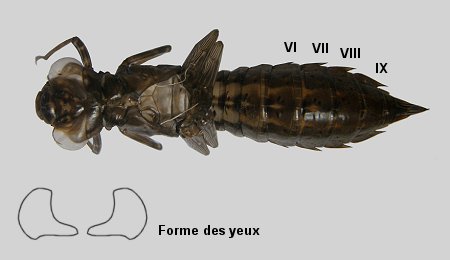 Exuvie d'Aeschne mixte