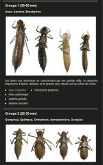 Rubrique exuvies